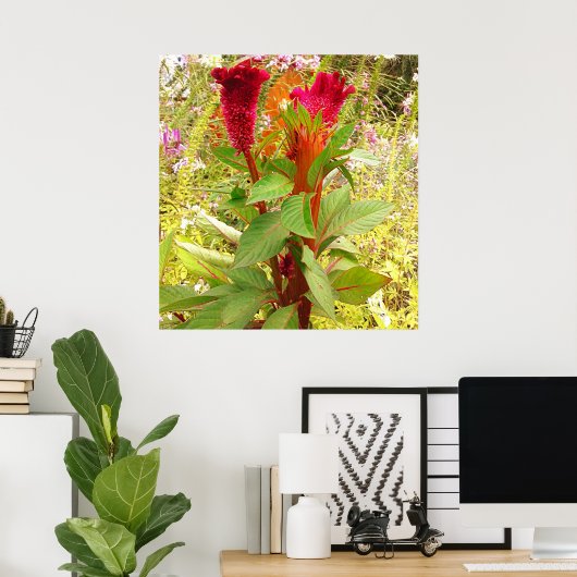 POSTER FLEURS DE COCKSCOMB (Bureau à domicile)