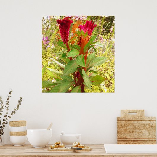 POSTER FLEURS DE COCKSCOMB (Cuisine)