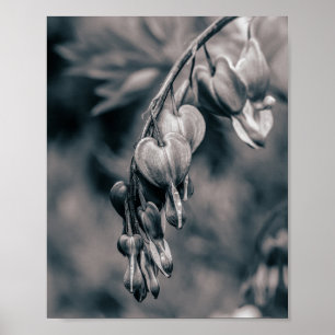 Poster Fleurs de Cœur Saignant Noir et Blanc, F Romantiqu