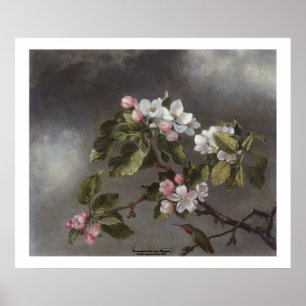 Poster Fleurs de colibri et de pomme Martin J. Heade