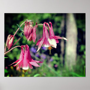 Poster Fleurs de colonnes roses proches