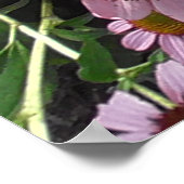 Poster Fleurs de cône d'échinacée en violet et jaune (Coin)
