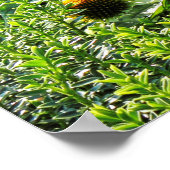 Poster Fleurs de cônes, Bute Park, Cardiff, Pays de Galle (Coin)