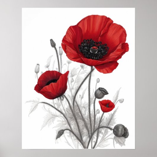 Poster Fleurs de coquelicot rouges (Devant)
