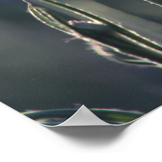 Poster Fleurs de Cornouailles - prairie (Coin)