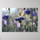 Poster Fleurs de Cornouailles - prairie (Devant)