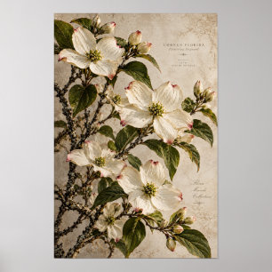 Poster Fleurs de Cornouiller Blanc Art Botanique Vintage