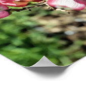 Poster Fleurs de Cornouiller Rose (Coin)