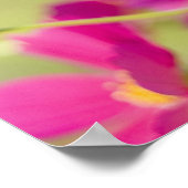 Poster Fleurs de cosmos (Coin)