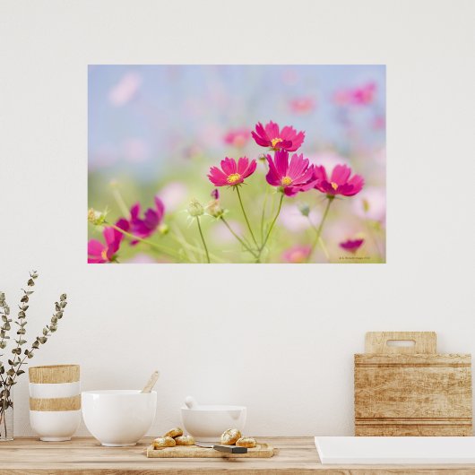 Poster Fleurs de cosmos (Cuisine)