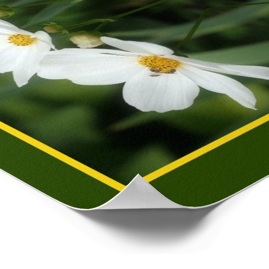 Poster Fleurs De Cosmos Blanc Et Abeille Abstraite (Coin)
