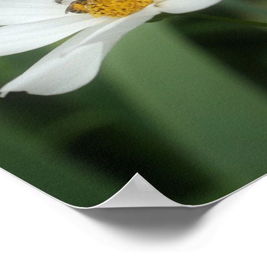 Poster Fleurs De Cosmos Blanches Et Abeilles (Coin)