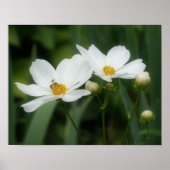 Poster Fleurs De Cosmos Blanches Et Abeilles (Devant)