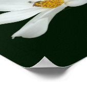 Poster Fleurs De Cosmos Blanches Flottantes Et Abeilles (Coin)
