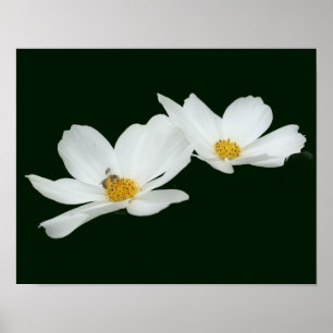 Poster Fleurs De Cosmos Blanches Flottantes Et Abeilles