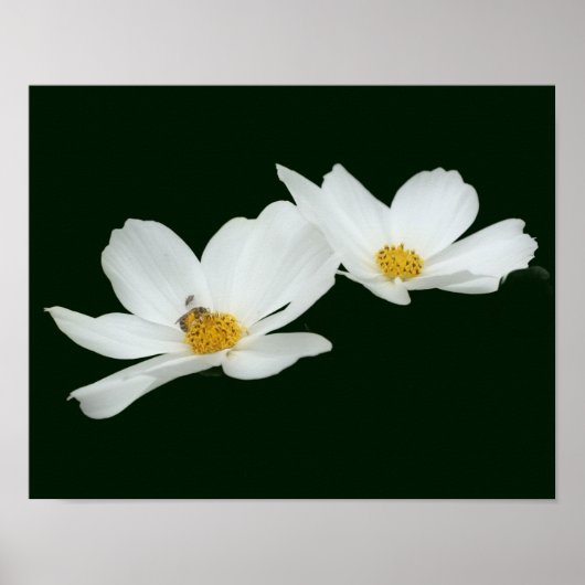 Poster Fleurs De Cosmos Blanches Flottantes Et Abeilles (Devant)