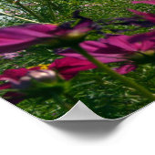 Poster Fleurs de Cosmos du Japon (Coin)