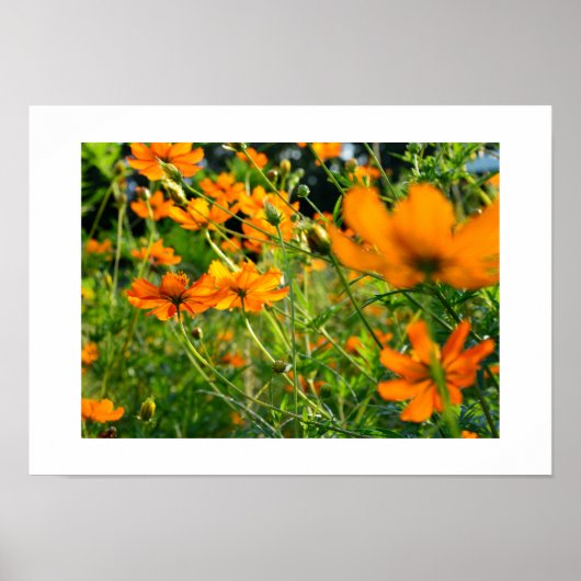 Poster Fleurs de Cosmos Orange : Japon (Devant)