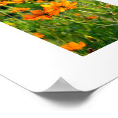 Poster Fleurs de Cosmos Orange : Japon (Coin)