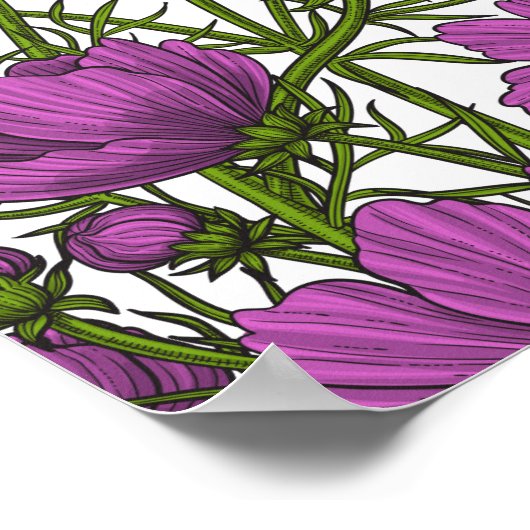 Poster Fleurs de cosmos violet (Coin)