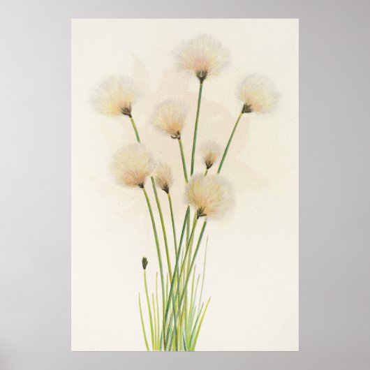 Poster Fleurs de coton (Devant)