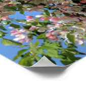Poster Fleurs De Crabappes De Printemps Rose Et Blanc (Coin)