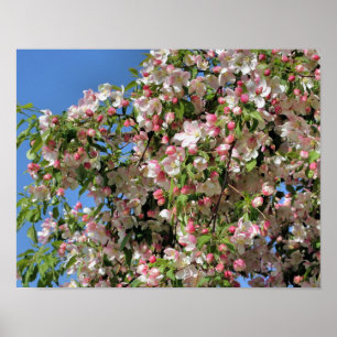 Poster Fleurs De Crabappes De Printemps Rose Et Blanc