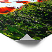 Poster Fleurs de crapets rouges sauvages (Coin)