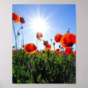 Poster Fleurs de crapets rouges sauvages