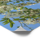 Poster Fleurs de Criquet blanc Abstraites (Coin)