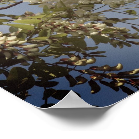 Poster Fleurs de Criquet blanc teintées (Coin)