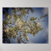 Poster Fleurs de Criquet blanc teintées (Devant)