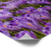 Poster Fleurs de crocus à Velika Planina, Slovénie (Coin)