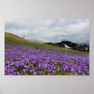 Poster Fleurs de crocus à Velika Planina, Slovénie