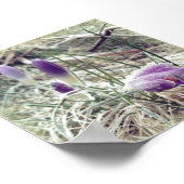 Poster Fleurs de crocus de printemps gelées (Coin)