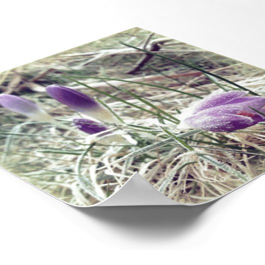 Poster Fleurs de crocus de printemps gelées (Coin)