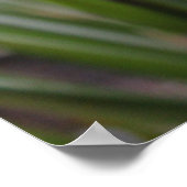 Poster Fleurs de crocus pourpres番 红 花 (Coin)