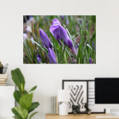Poster Fleurs de crocus pourpres番 红 花 (Bureau à domicile)