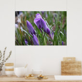 Poster Fleurs de crocus pourpres番 红 花 (Cuisine)