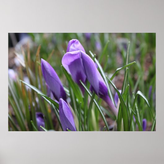 Poster Fleurs de crocus pourpres番 红 花 (Devant)