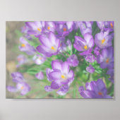 Poster Fleurs de Crocus pourpres nature (Devant)