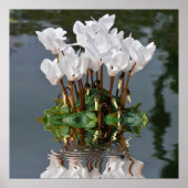 Poster Fleurs de cyclamen blanc dans l'eau (Devant)