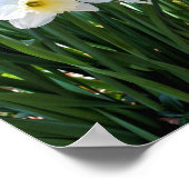 Poster Fleurs De Daffodiles Blanches Par Brook (Coin)