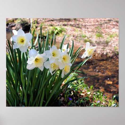 Poster Fleurs De Daffodiles Blanches Par Brook (Devant)