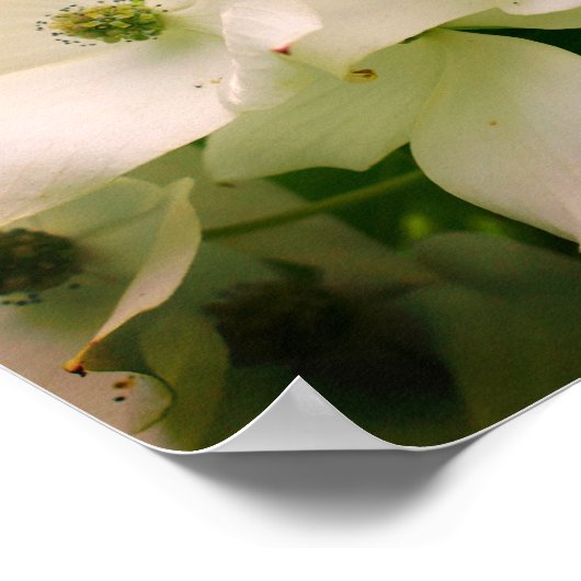 Poster Fleurs de Dogwood Blanc (Coin)