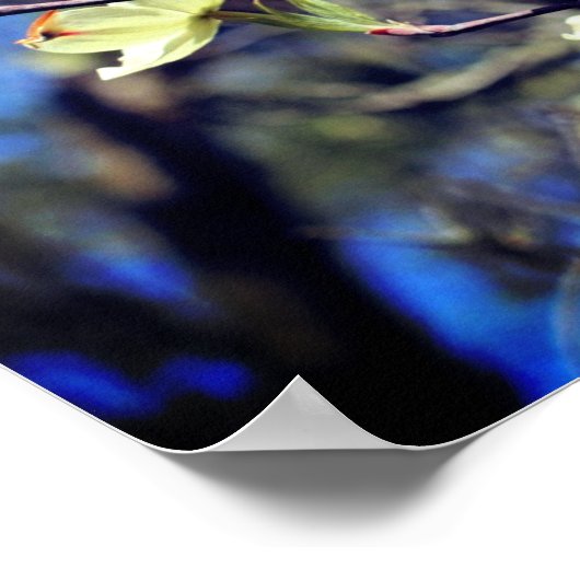 Poster Fleurs de Dogwood Blanc (Coin)