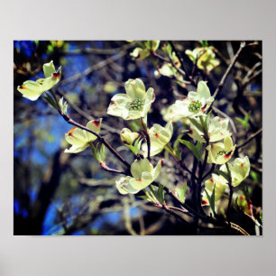 Poster Fleurs de Dogwood Blanc