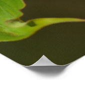 Poster Fleurs de Dogwood Rose (Coin)