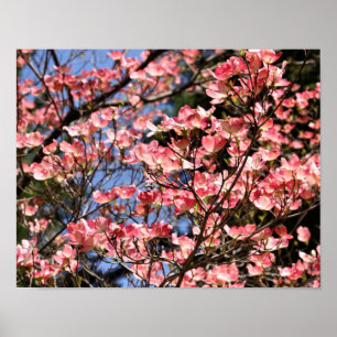 Poster Fleurs de Dogwood Rose