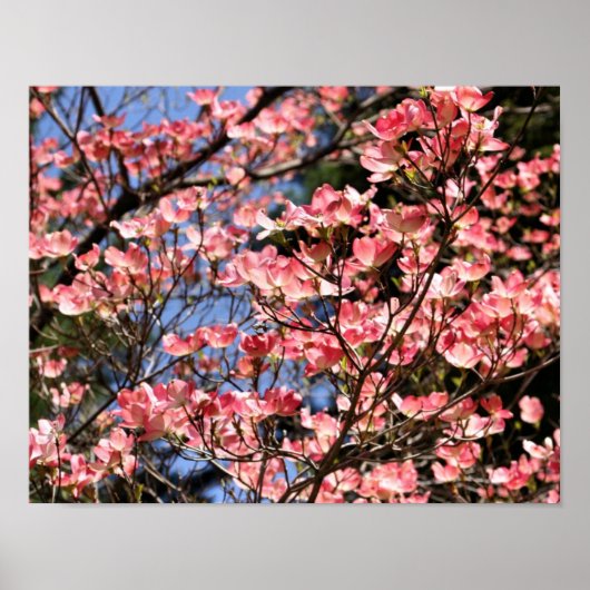 Poster Fleurs de Dogwood Rose (Devant)